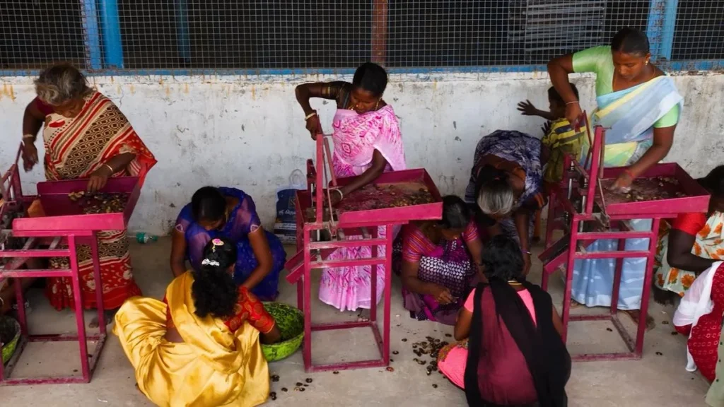 from-marginalization-to-market-mastery-how-the-irula-tribe-is-revolutionizing-cashew-cultivation-in-tamil-nadu