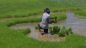 indias-monsoon-crisis-a-looming-threat-to-economic-stability-and-food-security