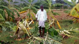 crisis-in-the-fields-kozhikode-farmers-face-financial-ruin-amid-escalating-wildlife-conflicts