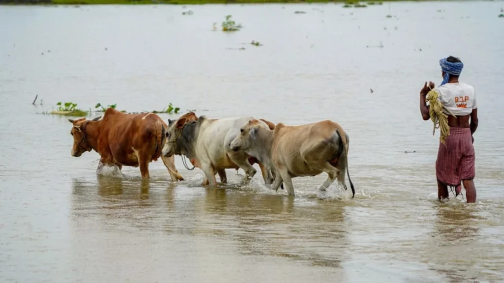 digital-revolution-in-agriculture-government-to-launch-unified-livestock-insurance-portal