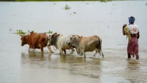 digital-revolution-in-agriculture-government-to-launch-unified-livestock-insurance-portal