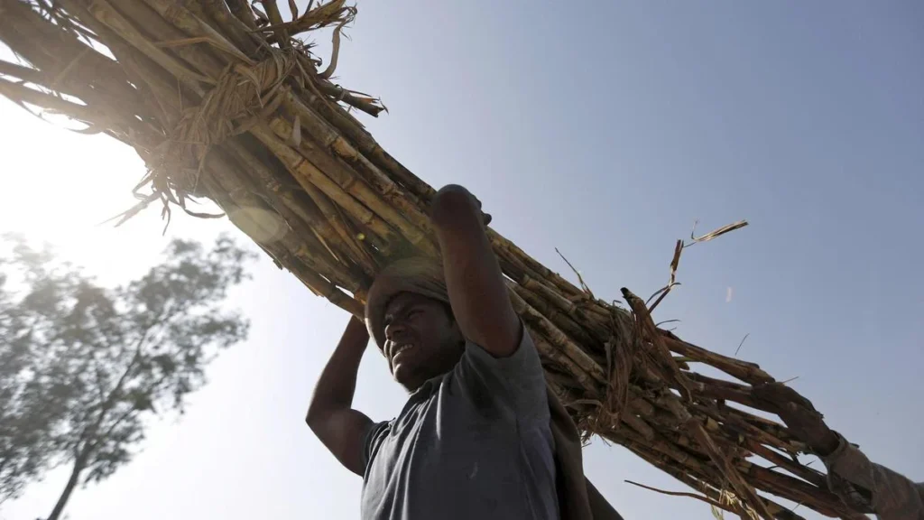 uttar-pradesh-unveils-next-generation-sugarcane-varieties-a-strategic-pivot-for-indias-sugar-economy